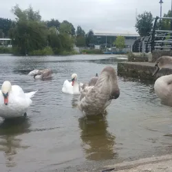 Royal Canal Greenway - Maynooth