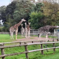Fota Wildlife Park - Midleton