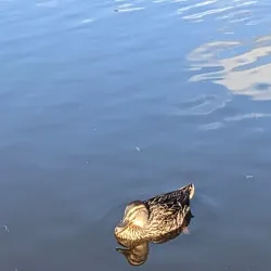 Lough Muckno - Monaghan