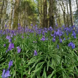 Lough Muckno - Monaghan