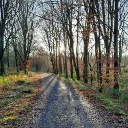 Rossmore Forest Park - Monaghan