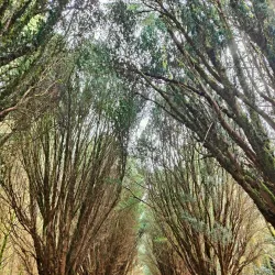 Rossmore Forest Park - Monaghan