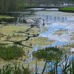 Mullingar Town Park - Mullingar