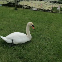 Mullingar Town Park - Mullingar