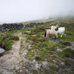 Annalong Woods - Navan