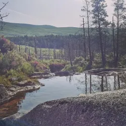 Annalong Woods - Navan