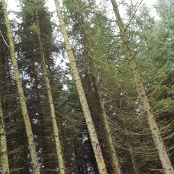 Annalong Woods - Navan