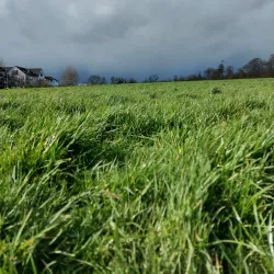 Ongar Parklands - Ongar