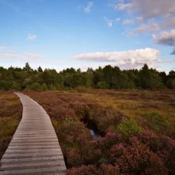 Abbeyleix Bog Walk - Portlaoise