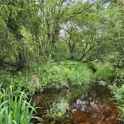 Abbeyleix Bog Walk - Portlaoise