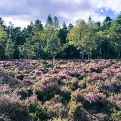 Abbeyleix Bog Walk - Portlaoise