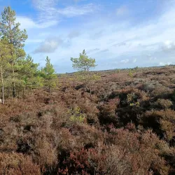 Abbeyleix Bog Walk - Portlaoise