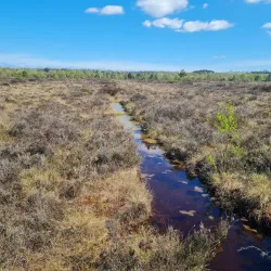Abbeyleix Bog Walk - Portlaoise