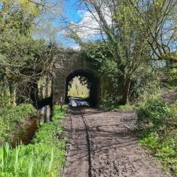 Abbeyleix Bog Walk - Portlaoise