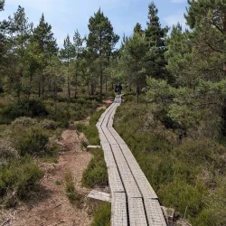 Abbeyleix Bog Walk - Portlaoise