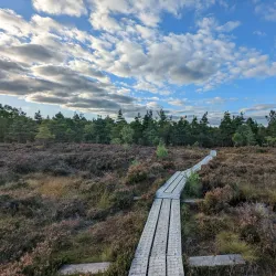 Abbeyleix Bog Walk - Portlaoise