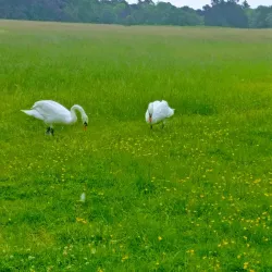Emo Court - Portlaoise
