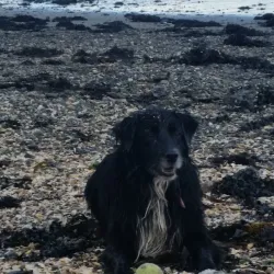 Bremore Castle - Rush