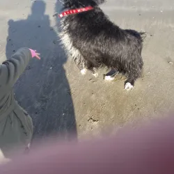 Bremore Castle - Rush