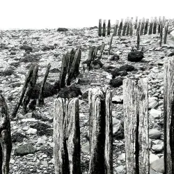 Shannon Estuary - Shannon