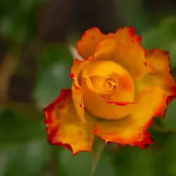 Ardgillan Castle and Demesne - Skerries