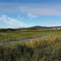 Irish Coastal Bird Sanctuary - St. Augustine