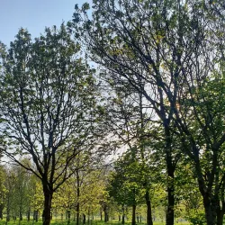 Tralee Town Park - Tralee