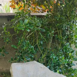 Athboy Heritage Centre - Trim