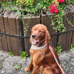 Athboy Heritage Centre - Trim