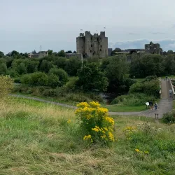 The Yellow Steeple - Trim
