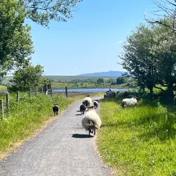 Great Western Greenway - Westport