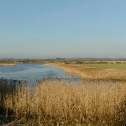 Wexford Wildfowl Reserve - Wexford