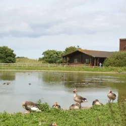 Wexford Wildfowl Reserve - Wexford
