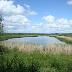 Wexford Wildfowl Reserve - Wexford