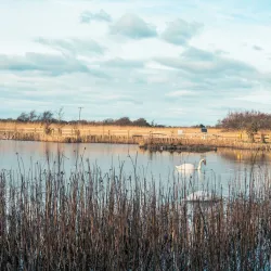 Wexford Wildfowl Reserve - Wexford