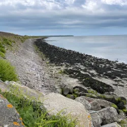 Wexford Wildfowl Reserve - Wexford
