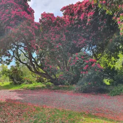 Kilmacurragh Botanic Gardens - Wicklow