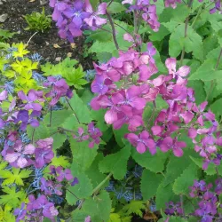 Mount Usher Gardens - Wicklow