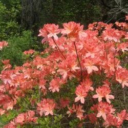 Mount Usher Gardens - Wicklow