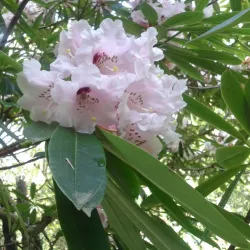 Mount Usher Gardens - Wicklow