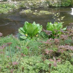 Mount Usher Gardens - Wicklow