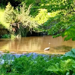Mount Usher Gardens - Wicklow