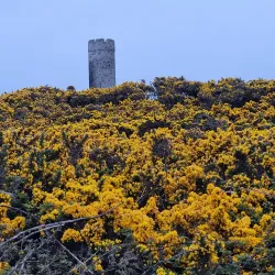 Herring Tower - Castletown