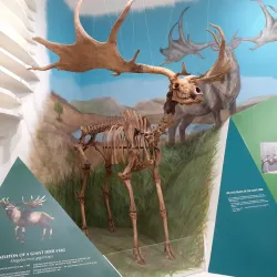 Manx Museum and National Art Gallery - Castletown