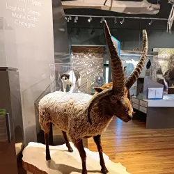 Manx Museum and National Art Gallery - Castletown