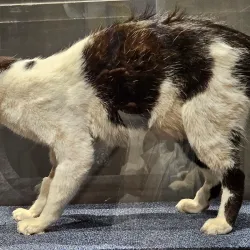 Manx Museum and National Art Gallery - Castletown