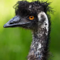 Ballaugh Curraghs Nature Reserve - Jurby