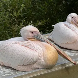 Ballaugh Curraghs Nature Reserve - Jurby