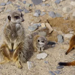Ballaugh Curraghs Nature Reserve - Jurby