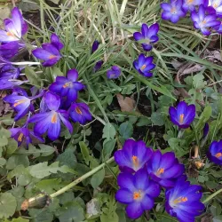Bradda Head - Port Erin